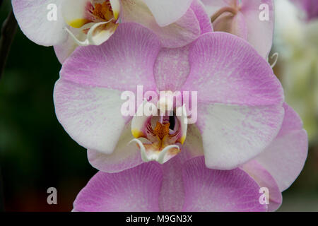 Orchidées tropicales, fleurs de printemps bouquet exotique, phalaenopsiis Banque D'Images