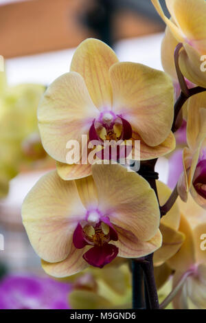 Orchidées tropicales, fleurs de printemps bouquet exotique, phalaenopsiis Banque D'Images