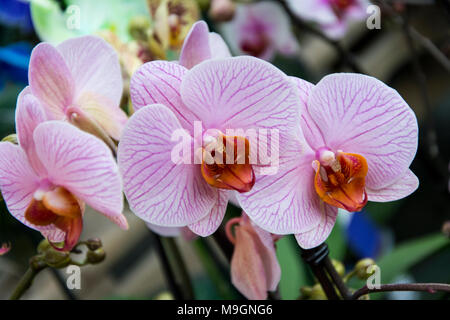 Orchidées tropicales, fleurs de printemps bouquet exotique, phalaenopsiis Banque D'Images