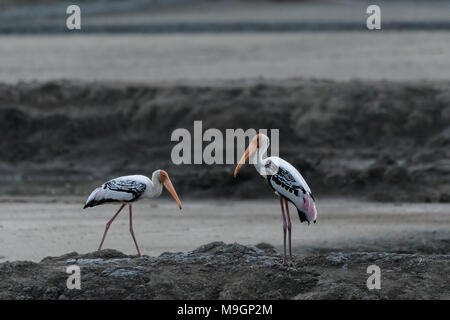 Vert 2-legged partridge marcher pour se nourrir sur le terrain dans la jungle. Banque D'Images