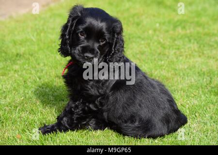 Cocker Anglais chiot sur la pelouse Banque D'Images