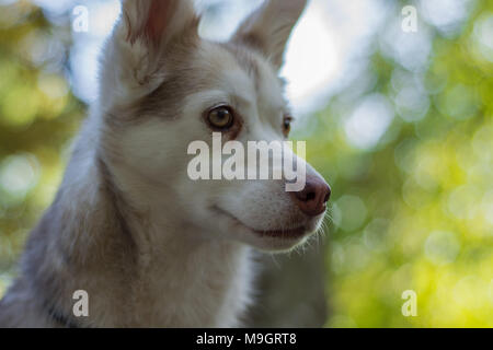 Curieux chien husky dans le parc portrait Banque D'Images