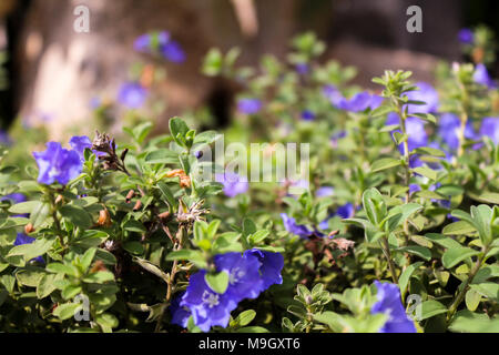 Des fleurs bleu macro shot Banque D'Images