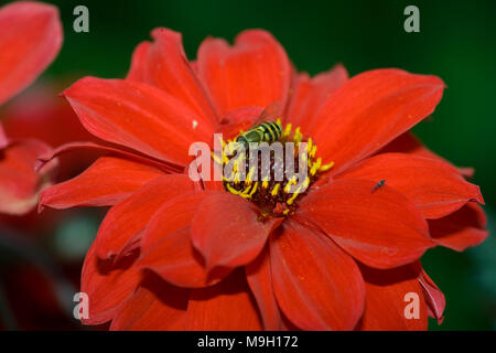 'Évêque de Llandaff' fleur de pivoine Dahlia, Piondahlia (Dahlia x pinnata) Banque D'Images