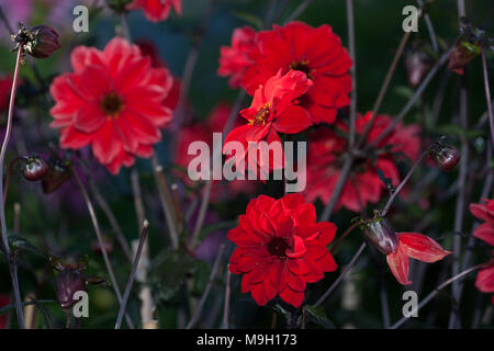 'Évêque de Llandaff' fleur de pivoine Dahlia, Piondahlia (Dahlia x pinnata) Banque D'Images