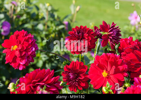 'Arabian Night' formel Dahlia décoratif, Dekoratifdahlia (Dahlia x hortensis) Banque D'Images