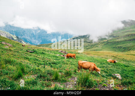 Les vaches dans la montagne Alpes Suisse Grindelwald Première Banque D'Images