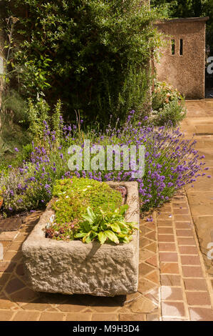 Vue rapprochée de pierre basse semoir sur sunny patio pavé plantes à fleurs sur au-delà des frontières - jardin privé, West Yorkshire, Angleterre, Royaume-Uni. Banque D'Images