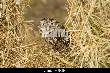 Chouette chevêche, Athene noctua, perché dans la paille sur les terres agricoles, England, UK. Paysage. Vue de l'avant. Petit hibou est l'espèce qui n'est pas la taille. Banque D'Images