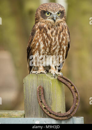 Originaire d'Australie, Boobook Owl est perché sur un poteau de la ferme avec une chaussure de cheval. Face à l'avant. Portrait. Copier l'espace Banque D'Images