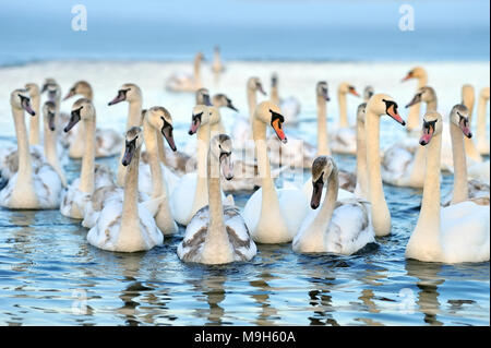 Groupe de cygnes blancs nageant dans l'eau bleue. Cygnus olor Banque D'Images