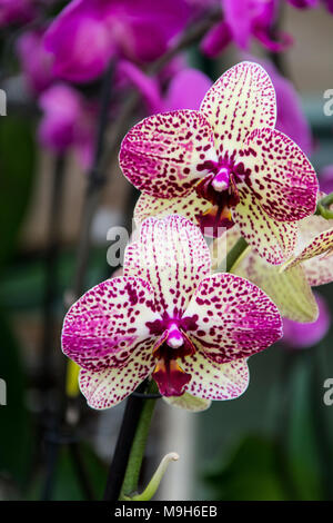 Orchidées tropicales, fleurs de printemps bouquet exotique, phalaenopsiis Banque D'Images