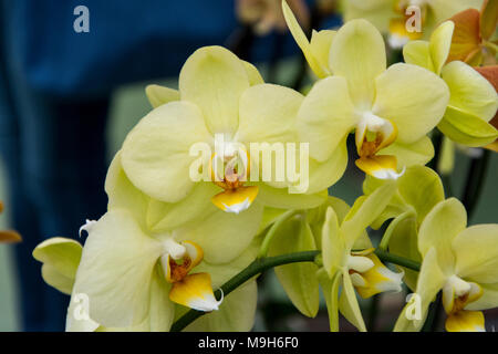 Orchidées tropicales, fleurs de printemps bouquet exotique, phalaenopsiis Banque D'Images