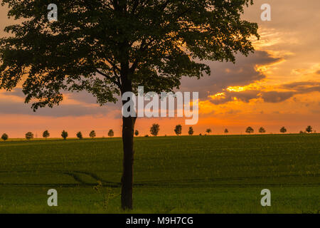 Abendsonne ueber eines Baumallee à Reinbek, Kreis Storman, Schleswig-Holstein Banque D'Images