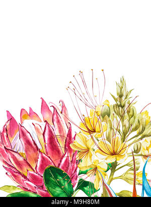 Protea Aquarelle et Caesalpinia fleurs. Floral décoration tropicale illustration botanique. Aquarelle isolés. Parfait pour un mariage ou une invitation, cartes de vœux. Banque D'Images