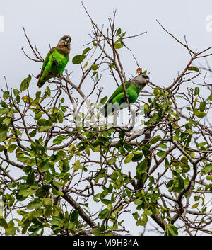 Deux à tête brune sauvage, Poicephalus cryptoxanthus, en haut d'un arbre en Afrique du Sud, Kruger NP Banque D'Images