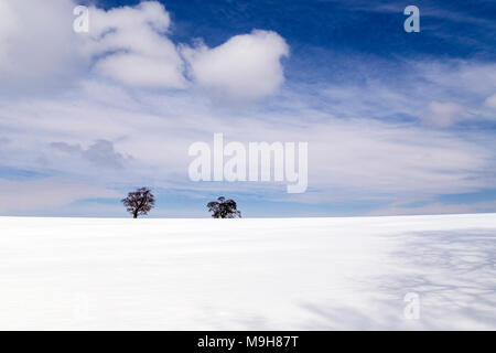 Arbres de chêne dans la neige près de Dunsford, Dartmoor National Park,communauté,Teign Valley, district, région, ville, quartier, ville, municipal, provinc Banque D'Images