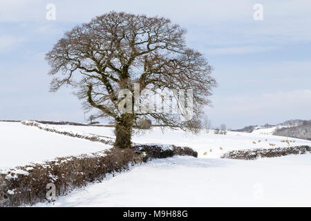 Champs ruraux dans la neige près de Dunsford, parc national de Dartmoor, Teign Valley, Devon, hedgerow, rangée de buissons, clôture, Devon, neige, branche - partie de plante, froide TEM Banque D'Images