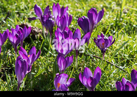 Les Crocus mauve ensoleillée dans la vallée,Jardins,Harrogate North Yorkshire, Angleterre, Royaume-Uni. Banque D'Images