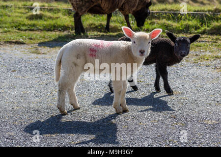 Ewe avec balck et blanc agneaux, comté de Kerry Irlande Banque D'Images