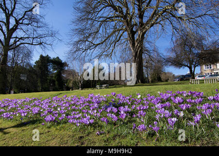 Les Crocus mauve sur une banque d'herbe à Harrogate, North Yorkshire, Angleterre, Royaume-Uni. Banque D'Images