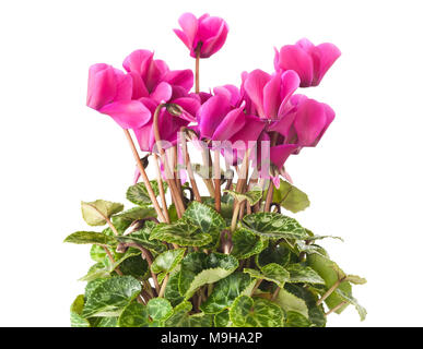 Plante avec des fleurs de cyclamen isolated on white Banque D'Images