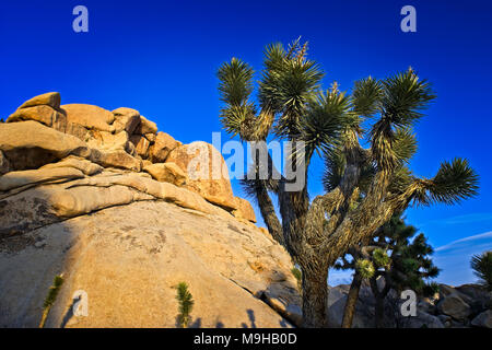 Seul Joshua Tree est éclipsé par les formations de roche monzogranite dans Joshua Tree National Park en Californie du sud du désert de Mojave Banque D'Images