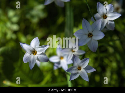 Ipheion Starflowers à l'ombre Banque D'Images