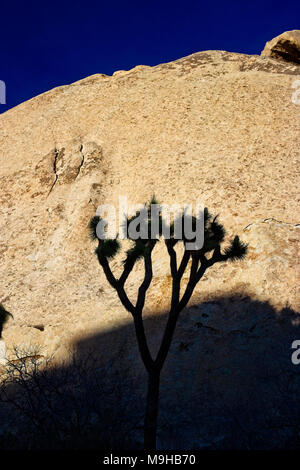 Un seul énorme contre Joshua Tree dans les affleurements rocheux monzogranite Le parc national Joshua tree dans le désert de Mojave de Californie du sud Banque D'Images
