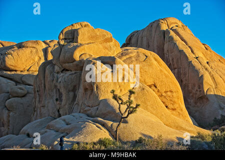 Seul Joshua Tree est éclipsé par les formations de roche monzogranite dans Joshua Tree National Park en Californie du sud du désert de Mojave Banque D'Images