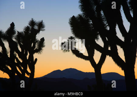 Coucher de soleil sur les montagnes dans le parc national Joshua tree dans le désert de Mojave en Californie du Sud Banque D'Images