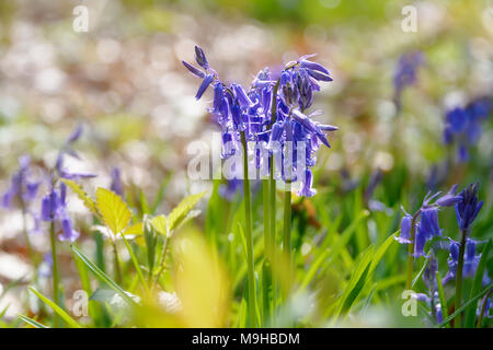 Close up of a group of common bluebells, Hyacinthoides non-scripta, bleu fleurs dans une forêt de hêtres au printemps, Doveren, Rhénanie du Nord-Westphalie Allemagne Banque D'Images