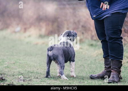 Anglais bleu / British Bulldog puppy en promenade dans la campagne, UK Banque D'Images