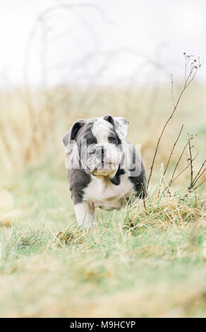 Anglais bleu / British Bulldog puppy en promenade dans la campagne, UK Banque D'Images