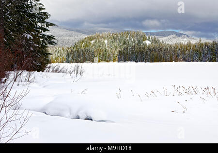 43 160,09747 gelés d'hiver froid neige couverts de prairie humide avec le lac quenouilles brun debout dans des amoncellements de neige blanc des forêts de conifères et collines en arrière-plan Banque D'Images