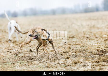 Lurcher chien dehors en promenade dans la campagne, UK Banque D'Images