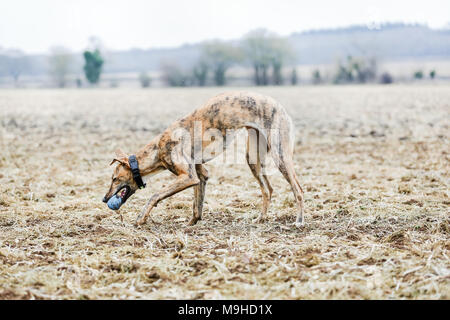 Lurcher chien dehors en promenade dans la campagne, UK Banque D'Images