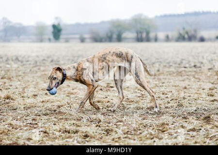 Lurcher chien dehors en promenade dans la campagne, UK Banque D'Images