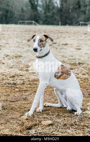 Lurcher chien dehors en promenade dans la campagne, UK Banque D'Images
