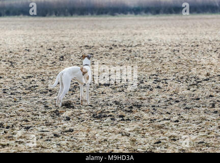 Lurcher chien dehors en promenade dans la campagne, UK Banque D'Images