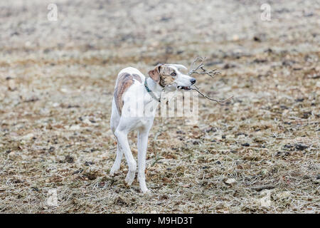 Lurcher chien dehors en promenade dans la campagne, UK Banque D'Images