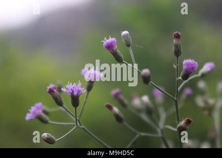 Fleur de l'herbe au printemps. La photo a été prise à partir d'un champ d'herbe en bordure de route près d'un lac. Banque D'Images