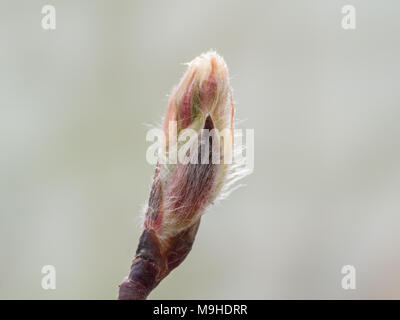 De près de l'un de l'Amelanchier spicata bourgeon frais montrant un délicat couvrant de poils fins. Banque D'Images