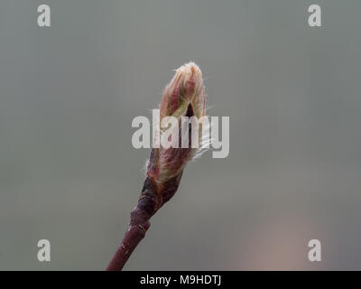 De près de l'un de l'Amelanchier spicata bourgeon frais montrant un délicat couvrant de poils fins. Banque D'Images