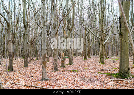 Taillis de bouleau blanc et d'autres jeunes arbres au début du printemps, avec le cerf-troncs endommagés et un lit de feuilles tombées autour d'eux. Banque D'Images