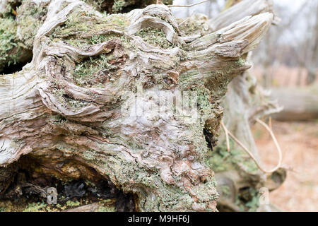 Les racines des arbres noueux et d'une souche d'arbre tombé avec moss, Bracken et bois érodé Banque D'Images