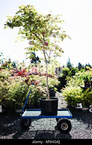 Chariot avec un arbre en pot dans un centre de jardin pépinière. Banque D'Images