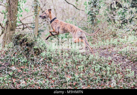 Lurcher chien dehors en promenade dans la campagne, UK Banque D'Images