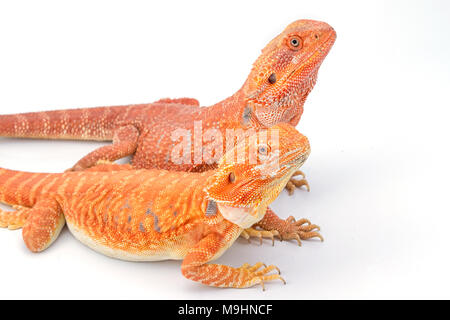 Deux dragons barbus (Pogona vitticeps) isolé sur fond blanc Banque D'Images