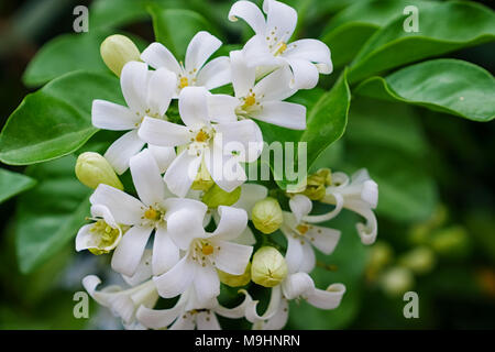 Fleurs orange Jessamine (bois satiné) Arbre écorce cosmétique fleur tropicale. Banque D'Images